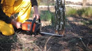 Trusted Yukon, OK Tree Removal Services Experts