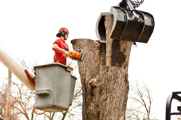 Leaf Removal in Yukon, OK